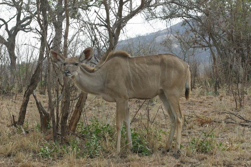 Vrouwtjes koedoe
(Kruger Park 2007-09)