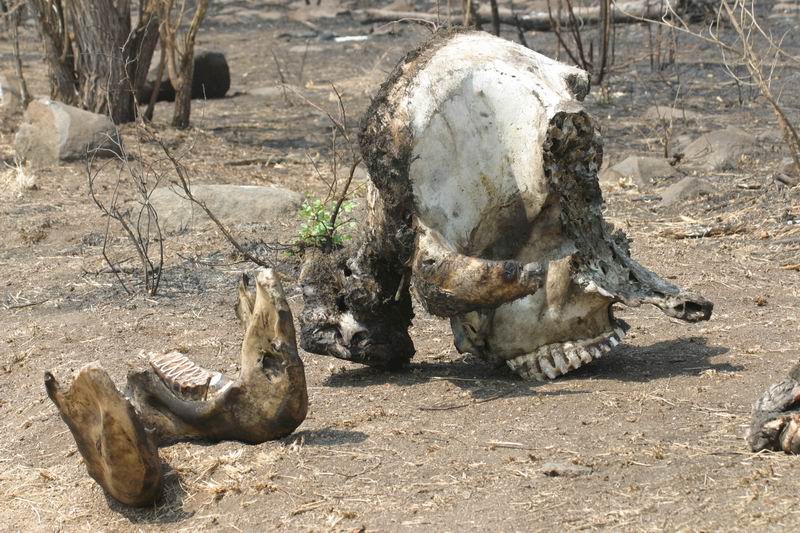 Resten van een olifanten schedel
(Kruger Park 2007-09)
