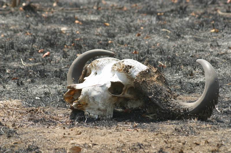 Buffel schedel
(Kruger Park 2007-09)