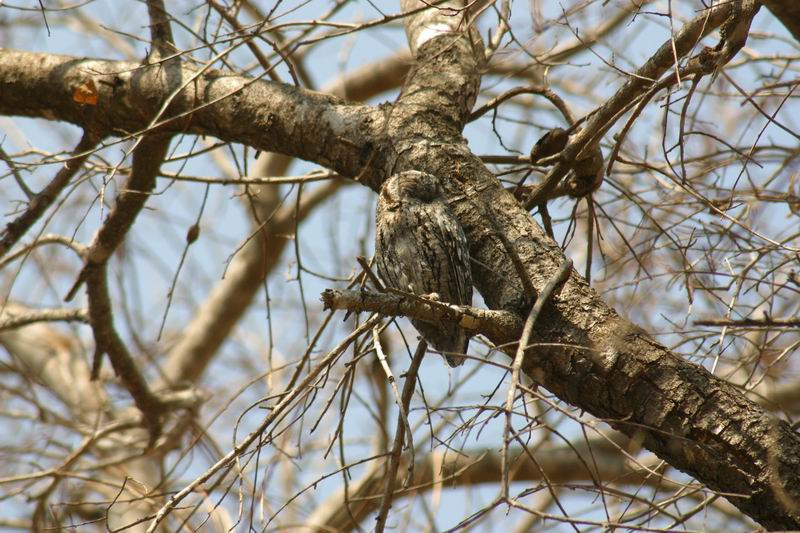 Uiltje in de vaste boom op Afsaal picknick area
(Kruger Park 2007-09)