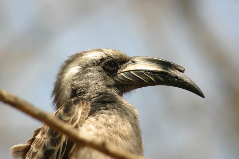 Grijze neushoorn vogel
(Kruger Park 2007-09)