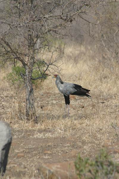 Secretaris vogel
(Kruger Park 2007-09)