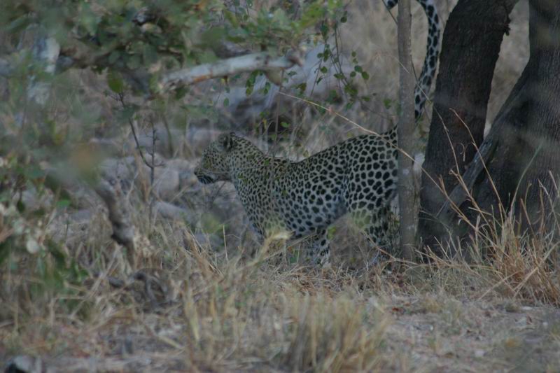 Beter kon onze dag niet beginnen.
We wisten nog niet dat we tegen de avond nog een luipaard zouden zien!
(Kruger Park 2007-09)