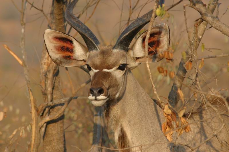 De kleurenpracht van de kop van een mannetjes koedoe in het ochtendlicht
(Kruger Park 2007-09)