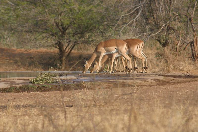 Impala's
(Kruger Park 2007-09)