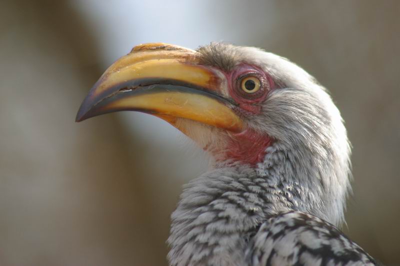Gele neushoornvogel
(Kruger Park 2007-09)