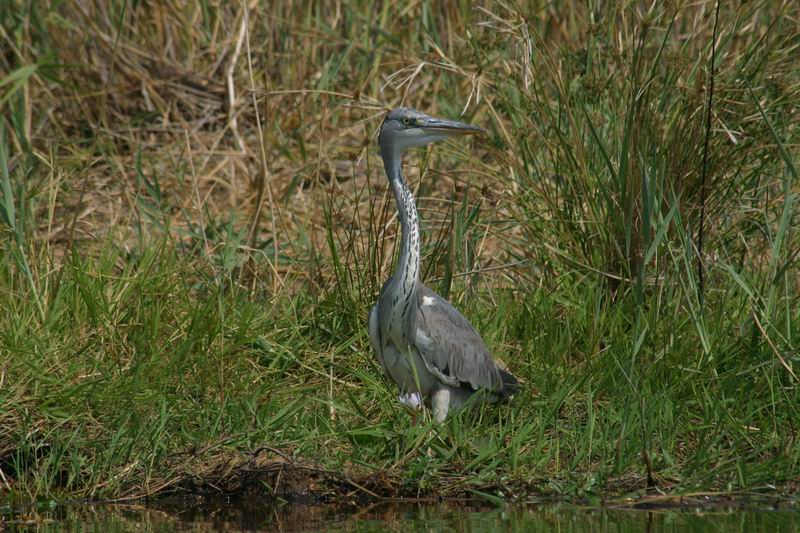 Reiger
(Kruger Park 2007-09)