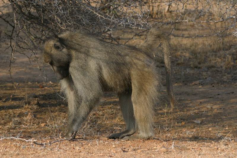 Baviaan
(Kruger Park 2007-09)