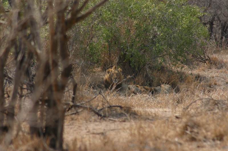 Twee mannetjes leeuwen vlak bij een drinkplaats
De linker lijkt een hanekam te hebben
(Kruger Park 2007-09)