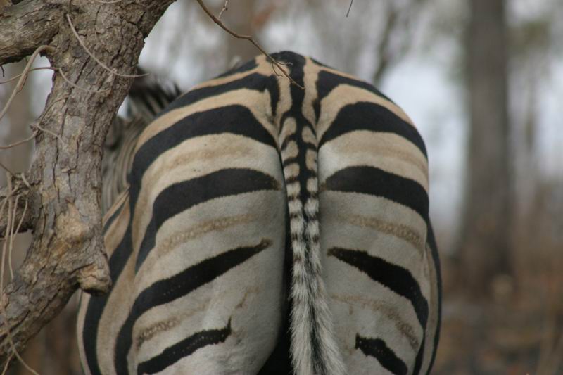 De achterkant van een zebra
(Kruger Park 2007-09)