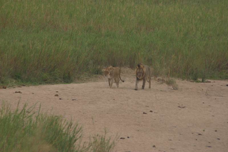 Deze leeuwen hebben we door hun gebrul gespot
(Kruger Park 2007-09)