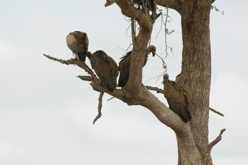 Gieren in de boom (en in de lucht), dat was onze eerste aanwijzing dat er iets moest zijn
(Kruger Park 2007-09)