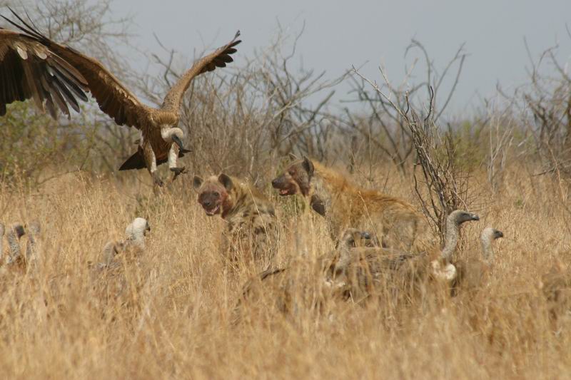 Ondertussen een tweede hyena.
Er zijn ook twee jakhalzen geweest die weggejaagd zijn, maar niet voordat ze toch een stukje prooi hadden bemachtigd
(Kruger Park 2007-09)