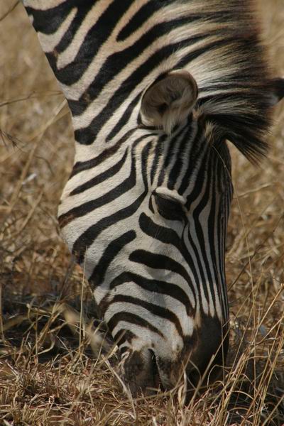 Een prachtige zebra kop
(Kruger Park 2007-09)