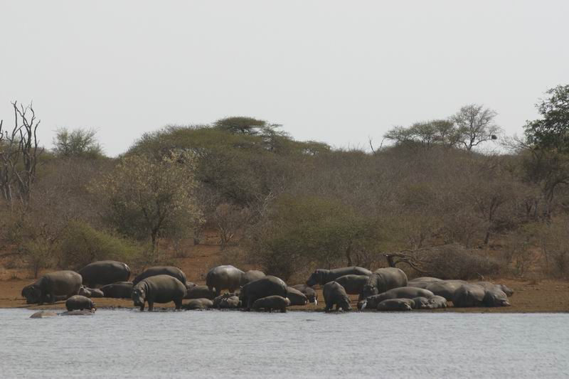 Grote groep nijlpaarden op de kant.
(Kruger Park 2007-09)