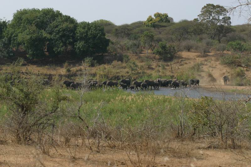 Grote groep olifanten doorwaden de rivier
(Kruger Park 2007-09)