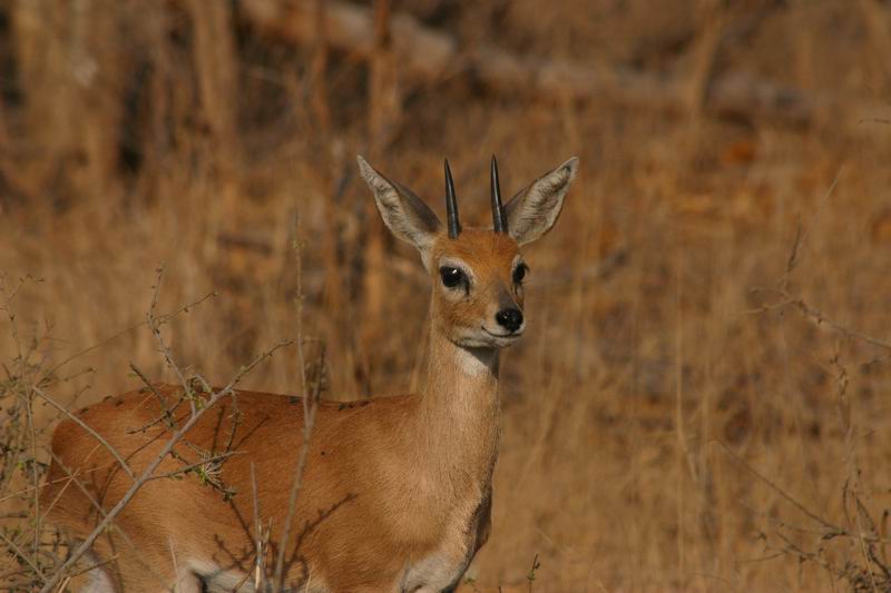 Een oorbietje in het Afrikaans
(Kruger Park 2007-09)