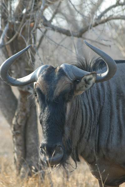 Een gnoe (wildebeest)
(Kruger Park 2007-09)