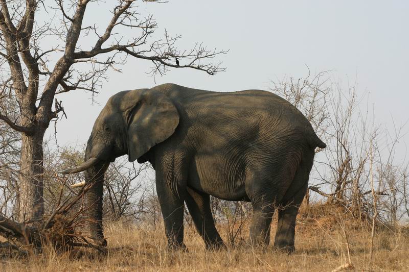 Een olifant zonder staart
(Kruger Park 2007-09)