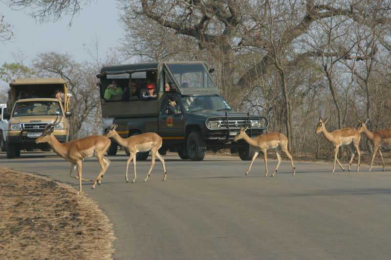 Het zuidelijke deel van Kruger kent meer toeristen en dus ook (veel) meer tour wagens dan het midden en noorden
(Kruger Park 2007-09)