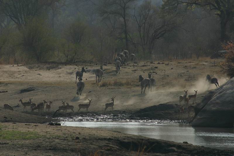 Drukte bij een waterplaats
(Kruger Park 2007-09)