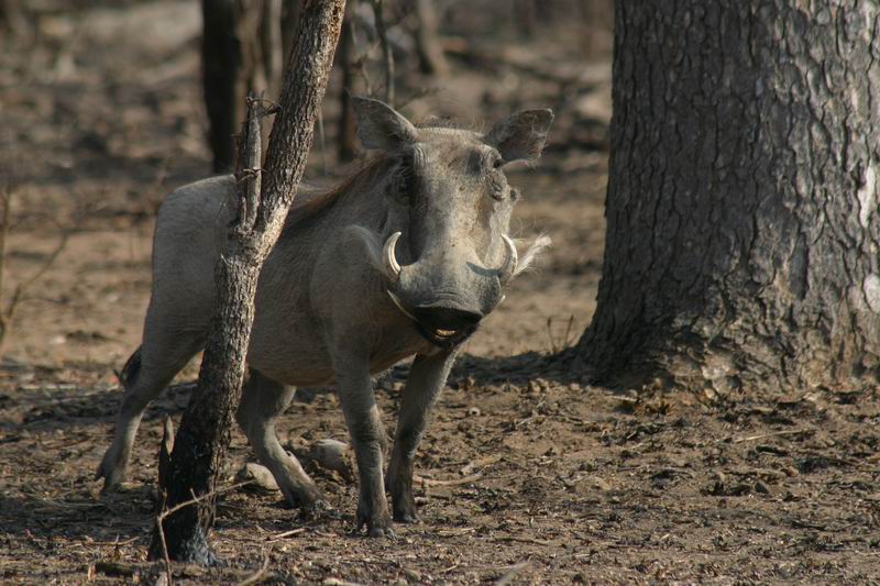 Een mooi besnord wrattenzwijn
(Kruger Park 2007-09)