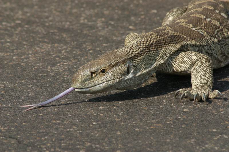 Een grote leguaan
(Kruger Park 2007-09)