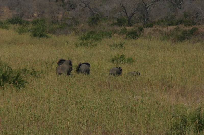 Olifanten half verborgen in het riet in een rivierbedding
(Kruger Park 2007-09)