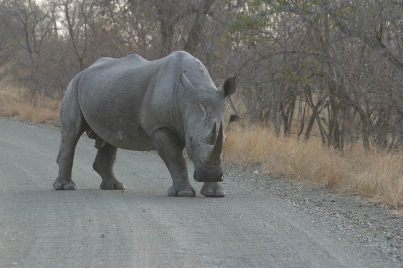 Een close encounter met een witte neushoorn.
We kwamen een heuvel af de bocht om zonder wild te verwachten, en daar stond deze een meter van de weg in de berm...
(Kruger Park 2007-09)