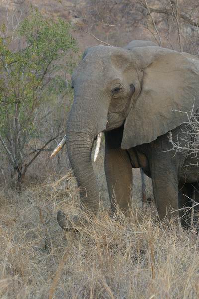 Statige olifant
(Kruger Park 2007-09)