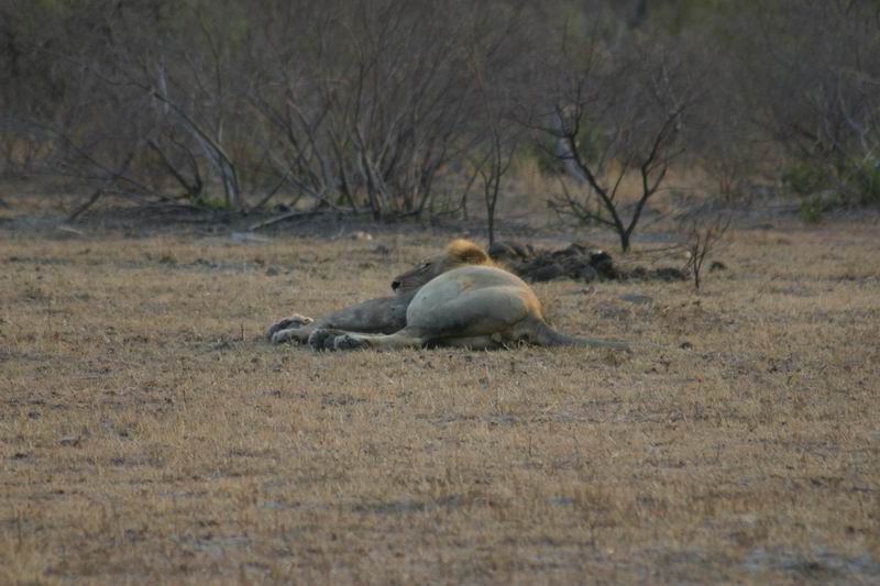 Nog geen 5 km van Berg en Dal 's morgens net na 6 uur, een luie leeuw
(Kruger Park 2007-09)