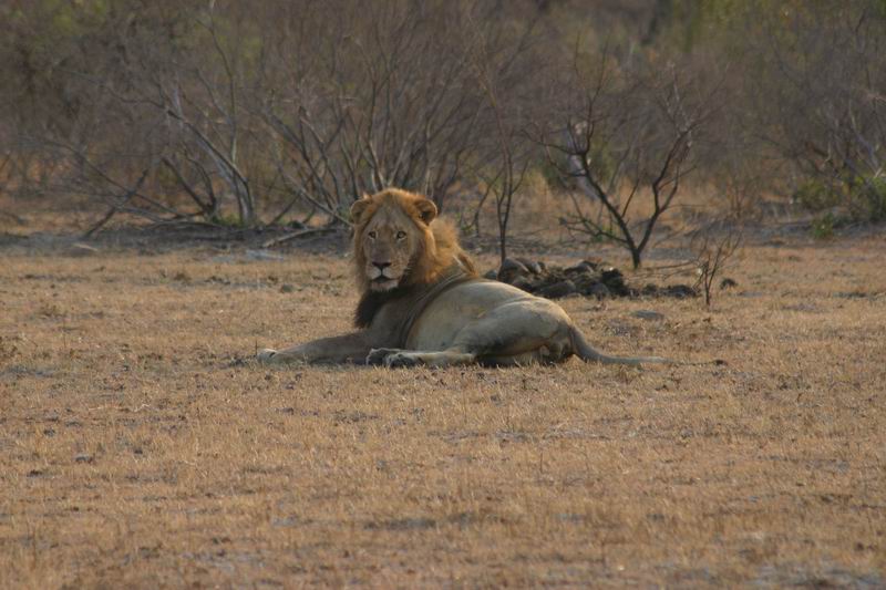 Na een poosje toch maar eens de bezoekers bekijken 
(Kruger Park 2007-09)
