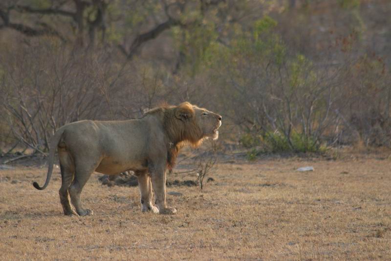 Brul (1)
(Kruger Park 2007-09)