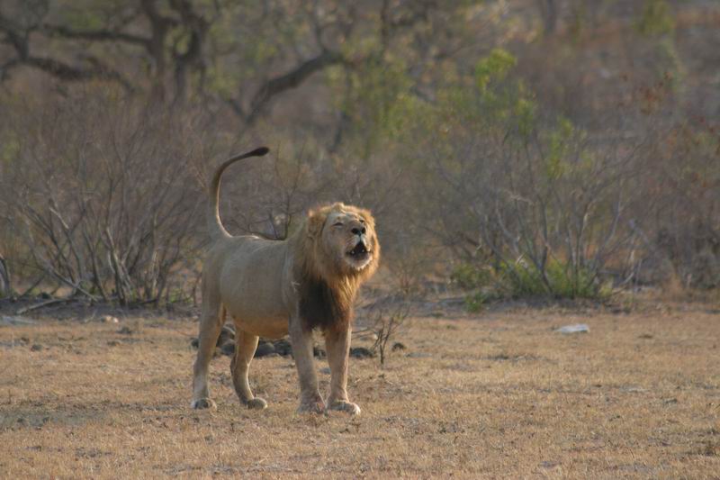Brul (2)
(Kruger Park 2007-09)