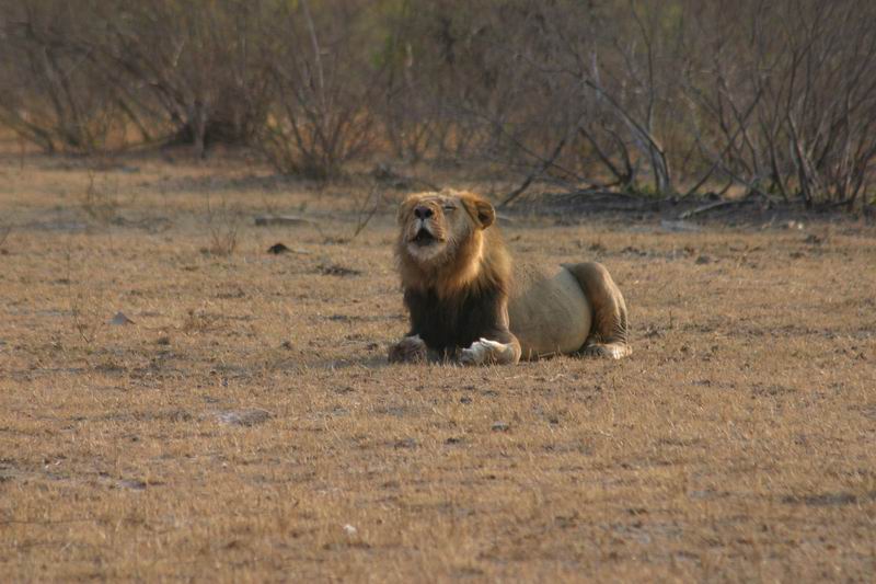 Brul (3)
Liggend 
(Kruger Park 2007-09)
