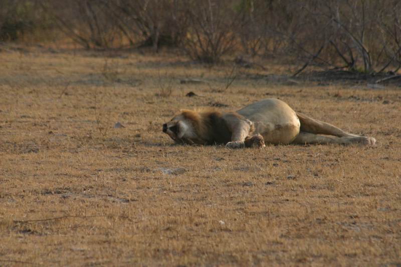Brul (4)
languit en wat een buik!
(Kruger Park 2007-09)
