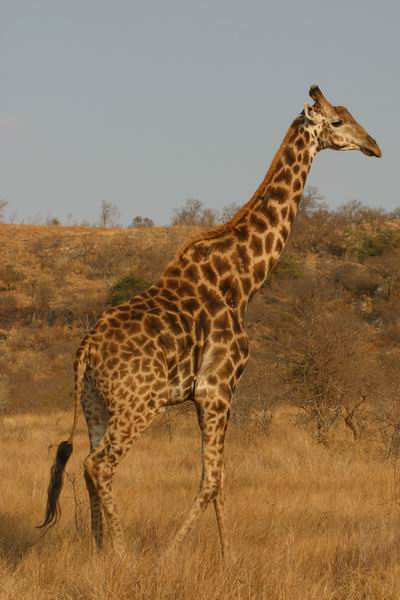 Mooie giraffe
(Kruger Park 2007-09)