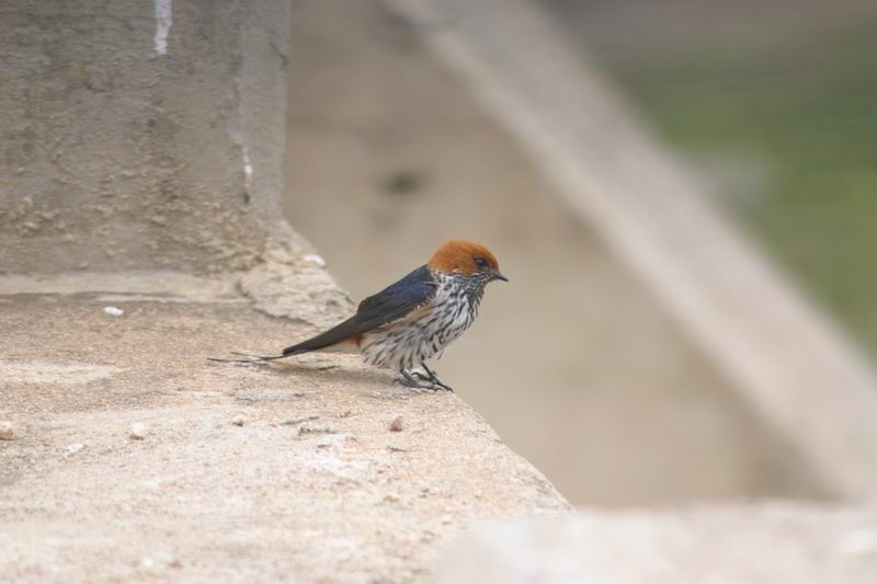 Kleinstreepwael (Afrikaans)
(Kruger Park 2007-09)