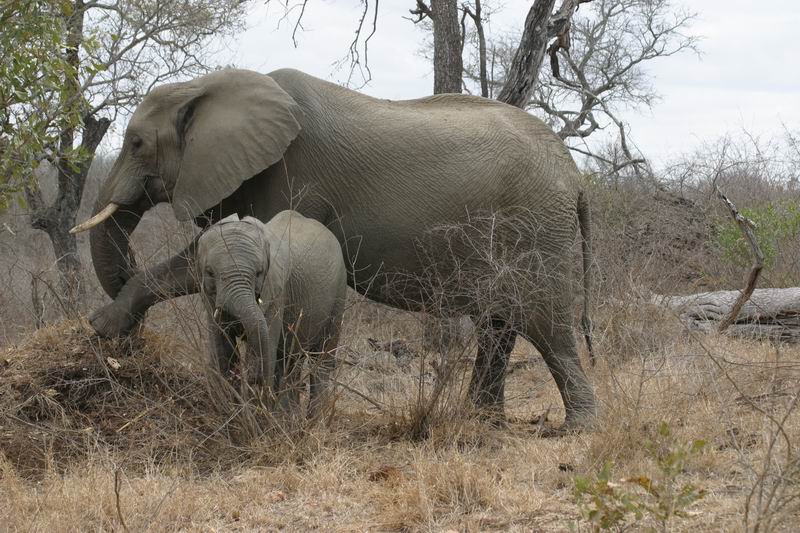 Moeder met kleintje
(Kruger Park 2007-09)