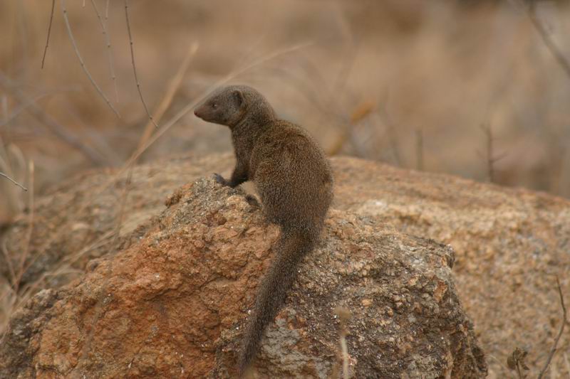 Mooie wezel op een rots
(Kruger Park 2007-09)