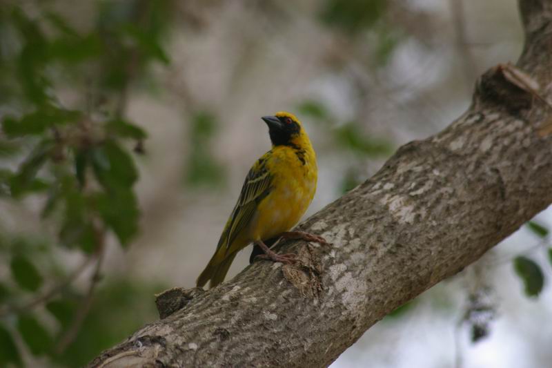 Een geelvink
(Kruger Park 2007-09)