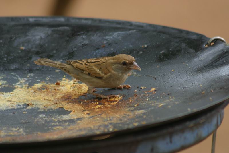 Musje eet de restjes uit de braai.
Dit zie je op elke picknick plaats, zodra de mensen bij de braai weggaan kapen vogels alles wat erop ligt
Ze lijken wel vuurvaste pootjes te hebben
(Kruger Park 2007-09)