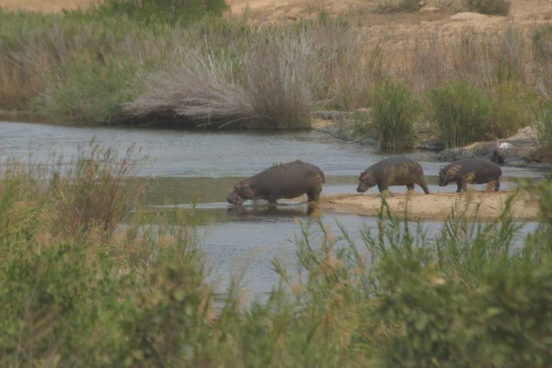 Nijlpaarden met vogeltjes op de rug gaan weer te water
(Kruger Park 2007-09)