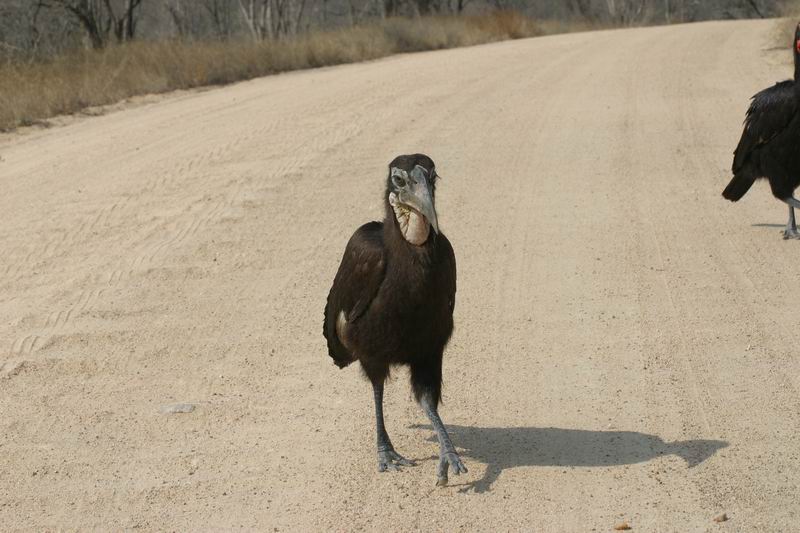 Een jonge grond neushoornvogel
(Kruger Park 2007-09)