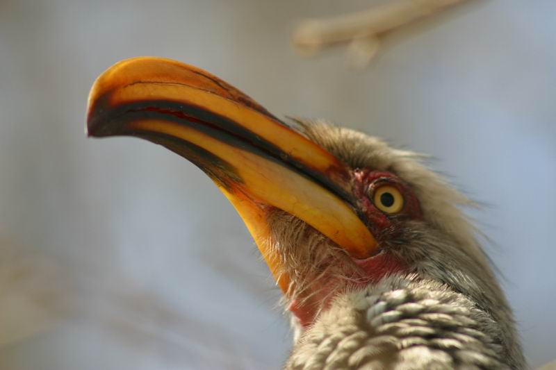 Gele neushoornvogel
(Kruger Park 2007-09)