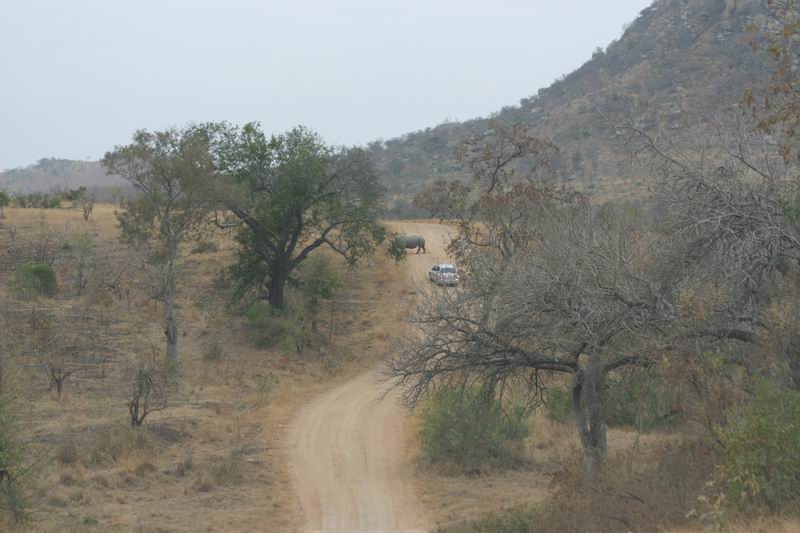 Een verderop overstekende neushoorn
(Kruger Park 2007-09)