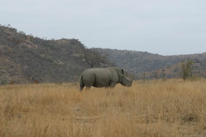De neushoorn even later in het veld
(Kruger Park 2007-09)