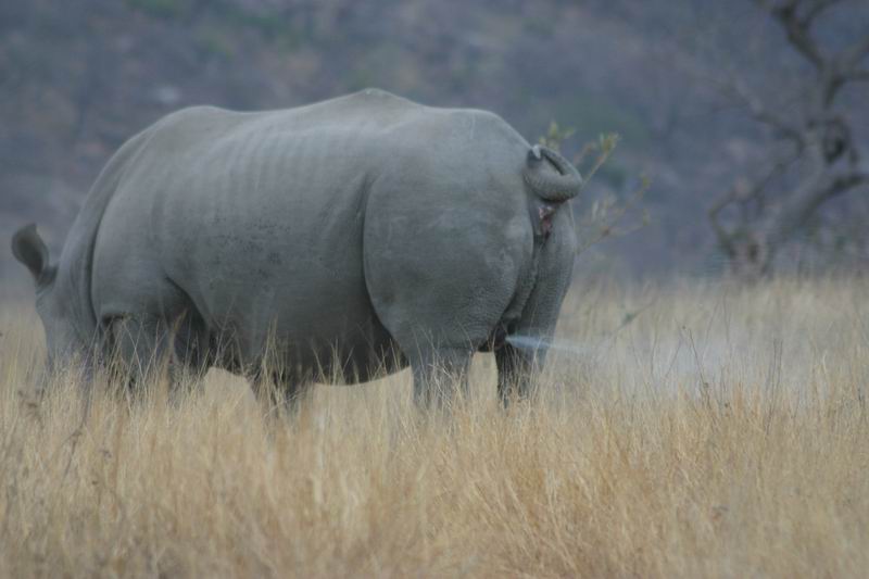 Zo plast een neushoorn dus...
(Kruger Park 2007-09)