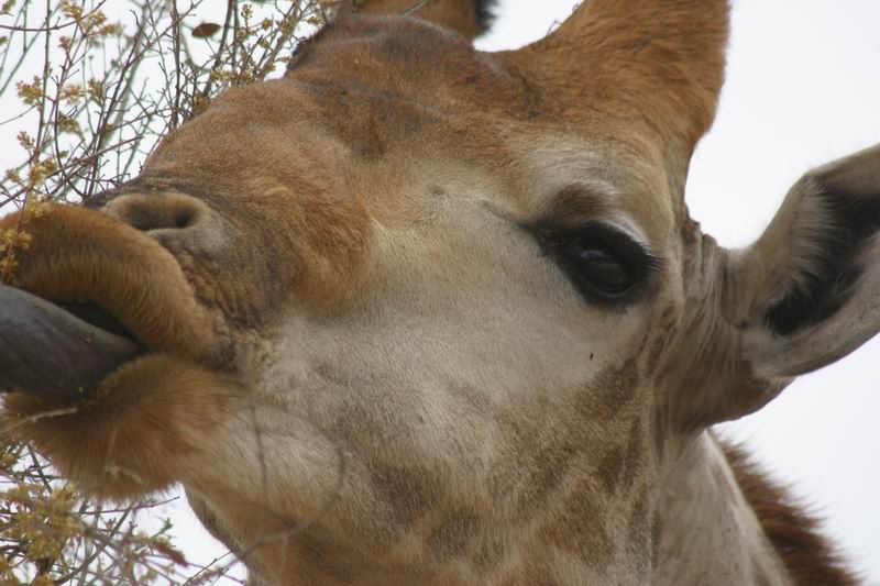 Close up van een etende giraffe
(Kruger Park 2007-09)