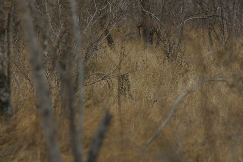 Nog een katachtige!
Een serval, jammer genoeg niet zo duidelijjk gezien.
(Kruger Park 2007-09)